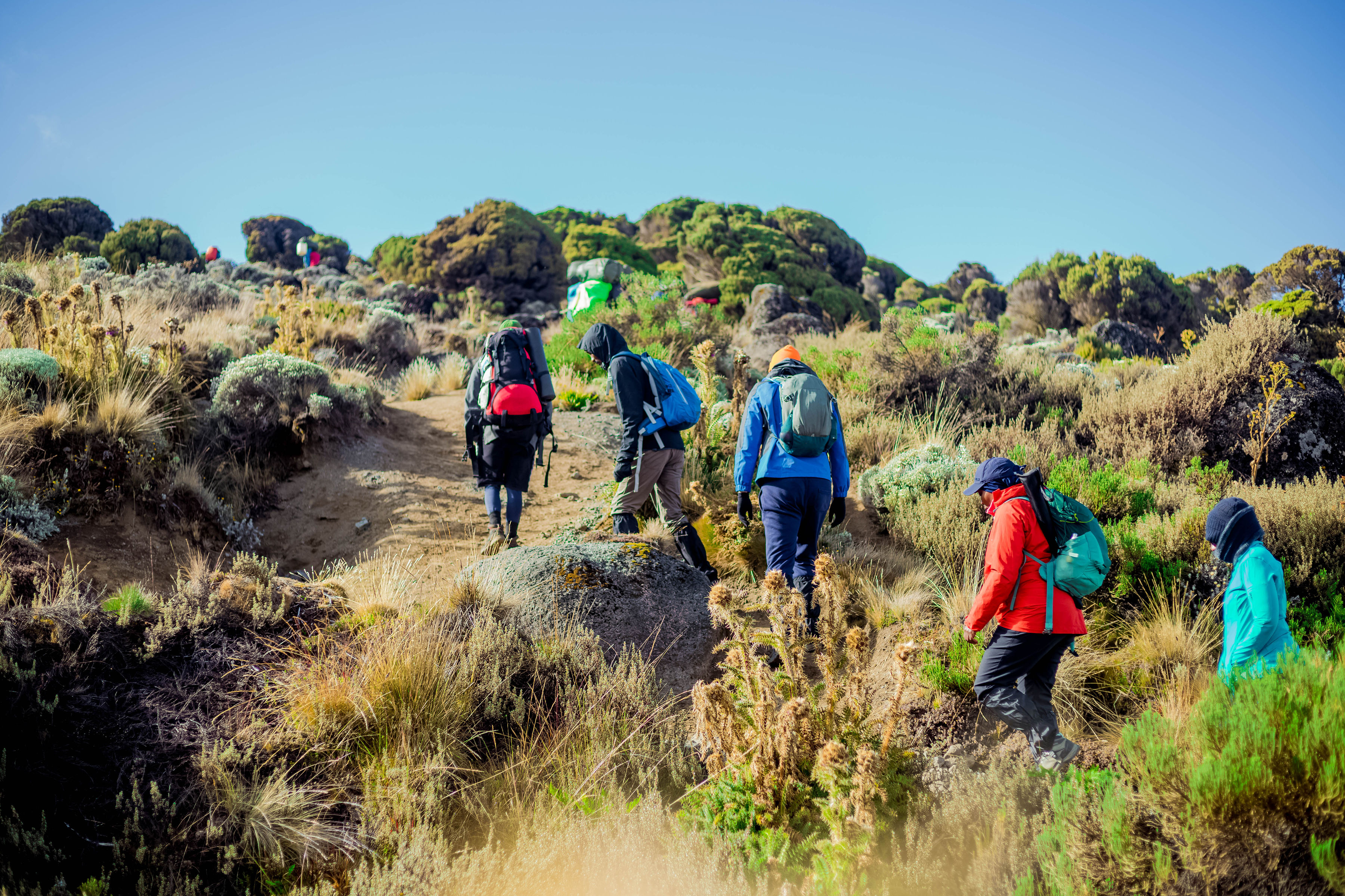 Alpine Desert Kilimanjaro Lemosho Route